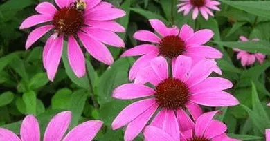 echinacea extracto-flor