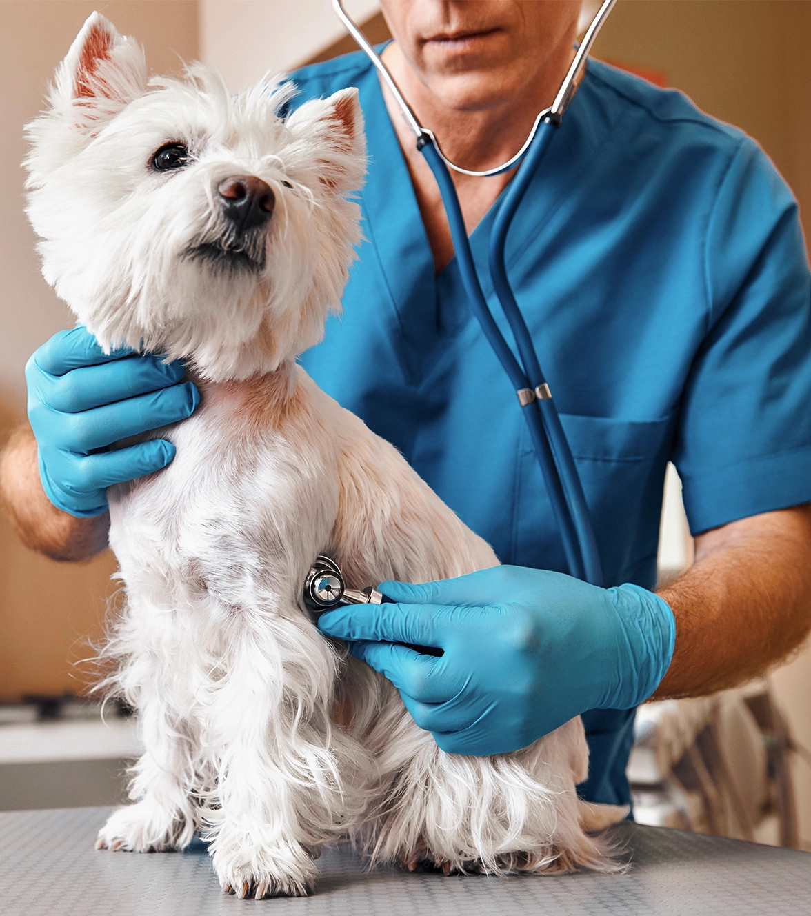 Perro blanco y veterinario
