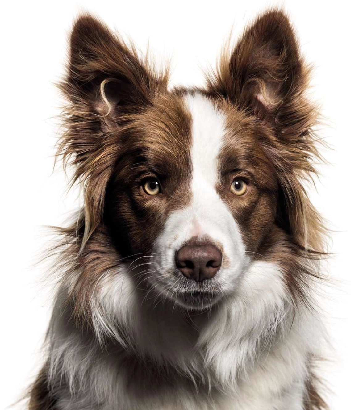 Perro con pelaje saludable y ojos brillantes.